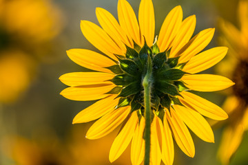 Isolated sunflower from behind, facing a blurred field of sunflowers