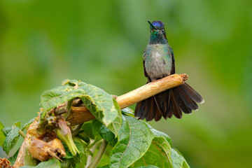 Magnificent Hummingbird, Eugenes fulgens, nice bird on moss branch. Wildlife scene from nature. Jungle trees with small animal. Humminbird in the nature forest habitat.  Detail of shiny glossy bird.