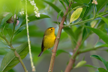 Wilsov Warbler, Wilsonia pusilla, New World warbler from Costa Rica. Tanager in the nature habitat. Wildlife scene from tropic nature. Birdwatching in South America. Yellow bird with grey black cap.