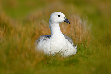 Wild white Upland goose, Chloephaga picta, in the nature habitat, Argentina. White bird with long neck. White goose in the grass. White bird in the green grass. Goose in the grass.