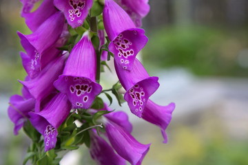 Foxglove flowers in selective focus in Alaska