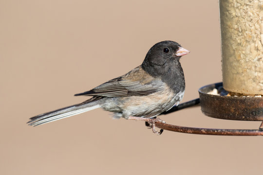 Male Dark-eyed Junco (Junco hyemalis) perches on a backyard bird feeder. Juncos are members of the sparrow family of small birds.