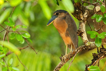 Boat-billed Heron with fish in the bill. Bird in the tropic green forest, sitting on the tree branch. Wildlife scene from nature. Heron in the exotic habitat. Rare animal. Heron with big beak.