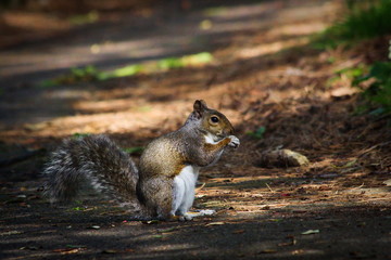 squirrel