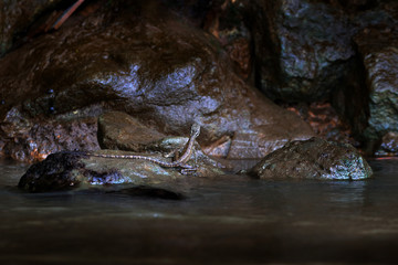 Brown Basilisk, Basiliscus vittatus, in the nature habitat. Beautiful portrait of rare lizard from Costa Rica. Basilisk in the dark river. Animal from tropic part of central America.