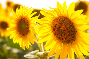 Naklejka premium Sunflower flower closeup on the field