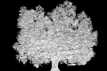 Obrazy na Szkle  Sylwetka drzewa biały z teksturą na białym na czarnym tle.
