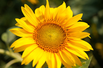 Naklejka premium Sunflower flower closeup on the field