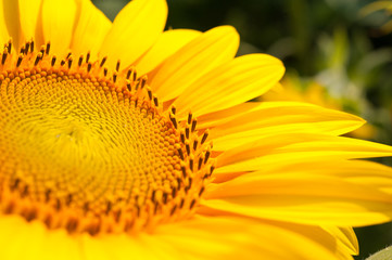 Sunflower flower closeup on the field