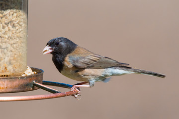 Male Dark-eyed Junco (Junco hyemalis) perches on a backyard bird feeder. Juncos are members of the sparrow family of small birds.