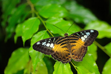 Butterfly from Malaysia and Borneo. Beautiful leaves. Clipper butterfly, Parthenos sylvia, sitting on the green leaves. Insect in the dark tropic forest, nature habitat. Wildlife scene from nature.