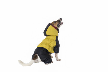Jack Russell clothing on isolated background
