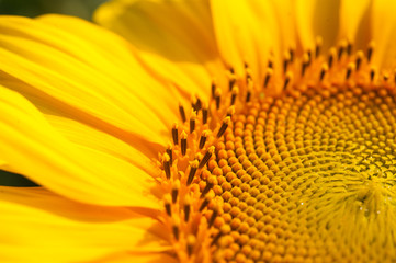 Sunflower flower closeup on the field