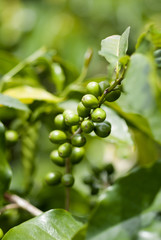 Young green Raw Coffee, branch Guatemala, organic cultivation. Coffea arábica Guatemala.