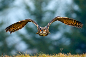 Flying Eurasian Eagle owl with open wings with snow flake in snowy forest during cold winter. Action wildlife scene from nature. Bird from Norway. Big orange eyes. Face fly of owl.