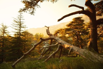 Cedars of God forest, in Lebanon at sunset