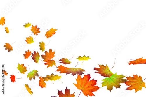Fototapete Herbstblatter Herbstlaub Auf Weissem Hintergrund Fototapeten Winyu