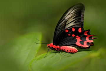 Naklejka premium Antrophaneura semperi, w środowisku zielonego lasu, Malezja, Indie. Owad w tropikalnej dżungli. Motyl siedzący na zielonym urlopie. Czerwony motyl Piękny czarny i czerwony trujący motyl.
