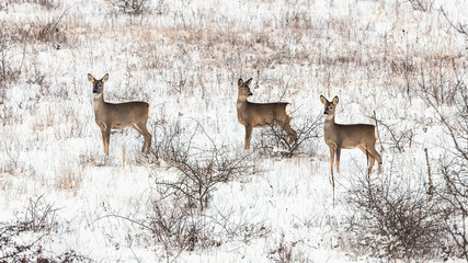 Roe deers in winter meadow (Capreolus capreolus)