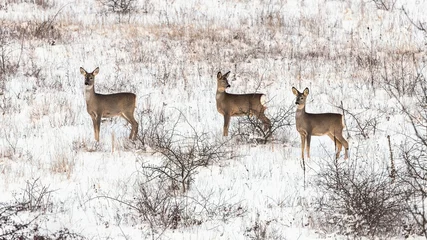 Acrylic prints Roe Roe deers in winter meadow (Capreolus capreolus)