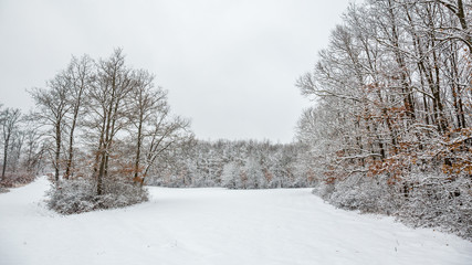 Fototapeta na wymiar Winter landcsape from a oak forest