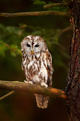 Brown owl sitting on tree stump in the dark forest habitat with catch. Beautiful animal in nature. Bird in the Sweden forest. Wildlife scene from dark spruce forest. Tawny owl hidden in the forest.