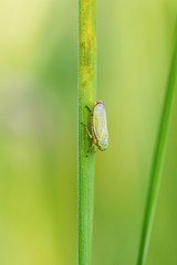 Close up of green bug on the grass