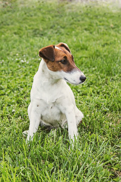 Jack Russel Terrier resting in a field