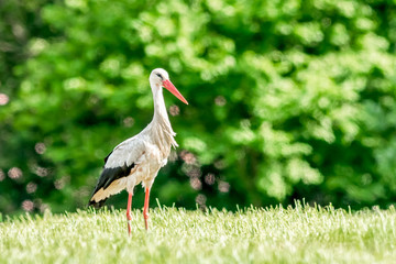 Ein Weißstorch auf einer Wiese