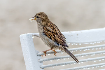 Ein Spatz auf einem Stuhl