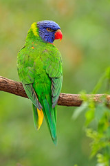 Green parrot. Rainbow Lorikeets Trichoglossus haematodus, colourful parrot sitting on the branch, animal in the nature habitat, Australia. Blue, red and green from nature habitat, sitting on branch.