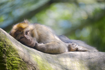 Barbary macaque or barbary ape or magot (Macaca sylvanus) lying