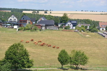 Eifel in Germany with cows and houses