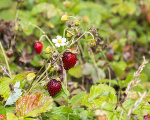 Wild forest strawberry