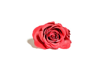 closeup of a  single red rose with water drops, isolated on white background