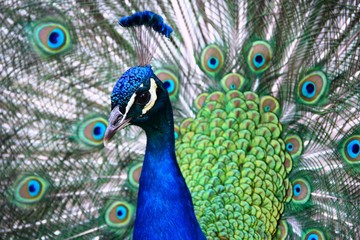 Obraz na płótnie Canvas peacock