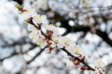 Blossoming spring tree of cherry. Season of cherry blossom.