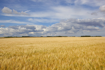 summer golden barley