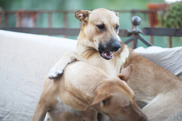 Two dogs of a large breed are playing on the couch on the terrace of the house