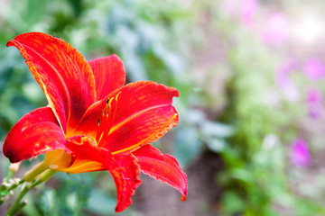 Fototapeta premium Bright red bordo lily flower close up in the garden