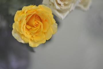 Vintage yellow rose