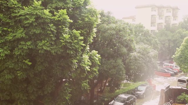 Tropical rain falling onto tree tops; steadicam shot; on site sound