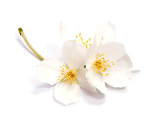 Obraz premium Jaśminowy kwiat odizolowywający na białym tle. ścieśniać