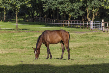 Pferdeweiden in Niedersachsen