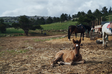 Animals, horses graze in a meadow in the mountains, nature, livestock
