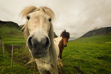 Two icelandic horses on a ultra wide angle