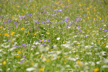 Bavarian Alps with flowers