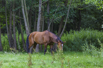 Pferdeweiden in Niedersachsen