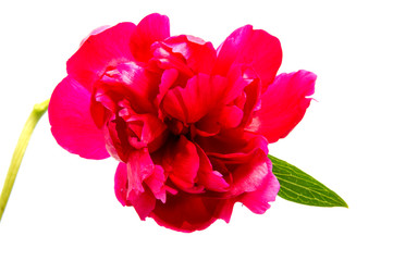 Pink peony flower (Paeonia lactiflora) on a white background