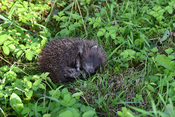 wildlife hedgehog eats on the grass